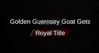 Rare Golden Guernsey Goat Receives Royal Title from King Charles III