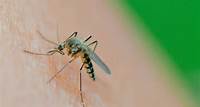 Mückenmagneten: Studien zeigen, welche Gerüche die Plagegeister anlocken