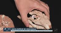 Herbívoro e barulhento: espécie de crocodilo que habitou o Brasil há 85 milhões de anos é descoberta por paleontólogos de Monte Alto, SP