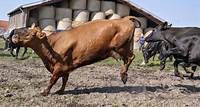 Le Danemark va taxer les rots et pets du bétail des agriculteurs, une première dans le monde