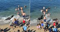 Leão-marinho avança contra banhistas em praia na Califórnia
