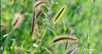 Pet-owners: watch out for foxtail seed pods that can harm your dog or cat this summer