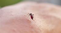OMS: Brasil lidera casos de dengue no mundo, com 82% do registrado em todo o planeta