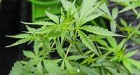 In Puglia nasce un centro regionale per la ricerca sulla cannabis: è il primo in Italia. “Aiutiamo farmacie e forze dell’ordine”