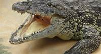En Australie, un adolescent de 12 ans porté disparu, potentiellement « attaqué par un crocodile