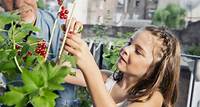 Pflanzen-Tipps: „Naschgarten“ auch für den Mini-Balkon