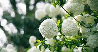 Un fiore a forma di "palla di neve": ecco perchè avere il viburno in casa