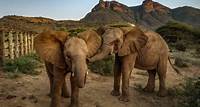 Orphaned as babies, these elephants returned to the wild amid bittersweet tears