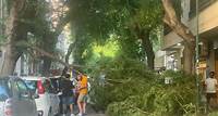 Crolla un grosso ramo, pericolo scampato in via Sassari: traffico in tilt