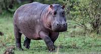 Hippopotamuses can become airborne for substantial periods of time, researchers discover
