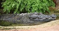 Australie : Un enfant de 12 ans porté disparu, sans doute mangé par un crocodile