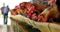 Vier neue Vogelgrippe-Fälle in den USA