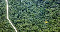 Sede da COP30, Pará tem queda de 38% nos alertas de desmatamento em junho