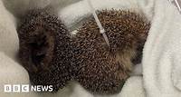 Hedgehog saved from 'painfully tight' cable tie
