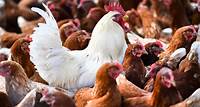 Risiko für Bevölkerung «gering»: Vier neue Vogelgrippe-Fälle beim Menschen in den USA