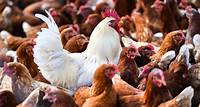 Wissen Vier neue Vogelgrippe-Fälle beim Menschen in den USA