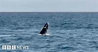 Humpback whale sighting thrills excited children