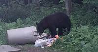 High number of black bears euthanized in B.C. last year