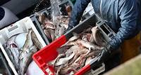 Aude : une figure locale de la pêche condamnée à six mois de prison avec sursis pour avoir vendu des poissons trop petits