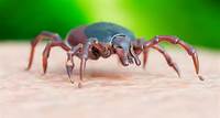 Maladie de Lyme : et si compter les tiques sur les chevreuils chassés permettait de ralentir sa propagation