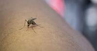Guararema confirma mais uma morte por dengue e Alto Tietê soma 23 óbitos em 2024