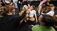 A golden retriever provided comfort and calm to gymnasts at the Olympic trials. How pet therapy works.