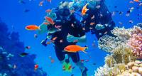 Korallenriffe im Roten Meer wachsen immer weniger