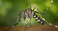 Finger weg! Beliebtes Kaltgetränk erhöht Risiko eines Mückenstichs