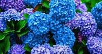 Hydrangeas will grow huge flowers if you add one cheap and natural item to the garden now