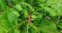 Tree of the Month - Dawn Redwood