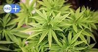 Cannabis-Anbau in Niedersachsen: 16 Vereinigungen stellen Anträge