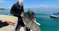 Taucher jagen eingeschleppten Riesenfisch am Gardasee – „Er ist sehr gefräßig“