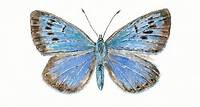 Regenerated Large Blue butterfly takes flight on film screenings open to all