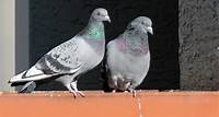Tauben auf dem Balkon: So kannst du die Vögel ohne Gewalt verscheuchen