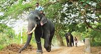 Kerala’s captive elephant shortage disrupts cinema shoots