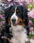 Berner Sennenhund, Kirschblüten, Hund