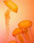 Free Orange Jellyfish Wallpaper Stock Photo