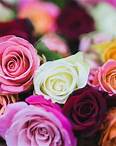 Free Assorted Color of Rose Flowers Stock Photo