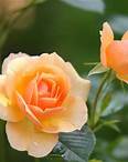 Free Orange Rose Flower in Bloom during Daytime Stock Photo
