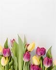 Free Selective Focus Photography of Pink and Yellow Tulips Flowers Stock Photo