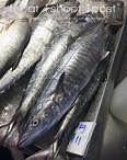 Singapore Fish Files: Spanish Mackeral, Spotted King Mackeral and Korean Seerfish