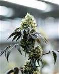 Jokerz feminized cannabis seeds for sale