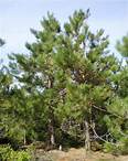 Norway Pine (Red Pine) Tree Facts, Identification, Habitat, Pictures