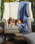 Dog with blue blanket on a white upholstered chair.