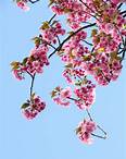 Free Low Angle View of Pink Flowers Against Blue Sky Stock Photo