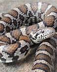 Eastern Milk Snake Facts, Size, Distribution, Habitat, and Pictures