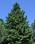 Western Hemlock Tree Facts, Identification, Distribution, Pictures