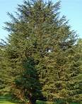 Eastern Red Cedar Tree Facts, Identification, Uses, Pictures