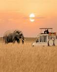 Safari: Kenya e Tanzania