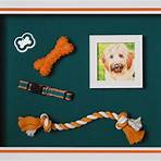Custom framed piece with dog picture and dog accessories mounted on teal backing.